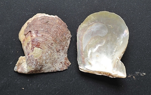 Muschel 1