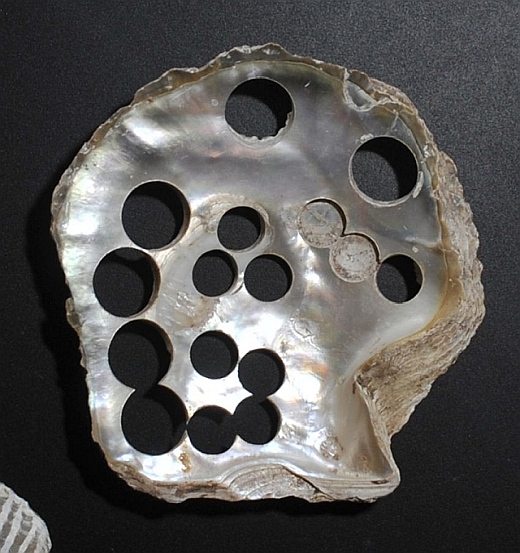 Muschel 5